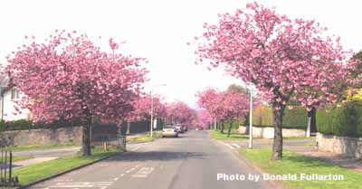 Cherry blossom